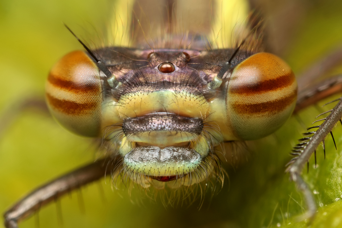 Large Red Damselfly 3